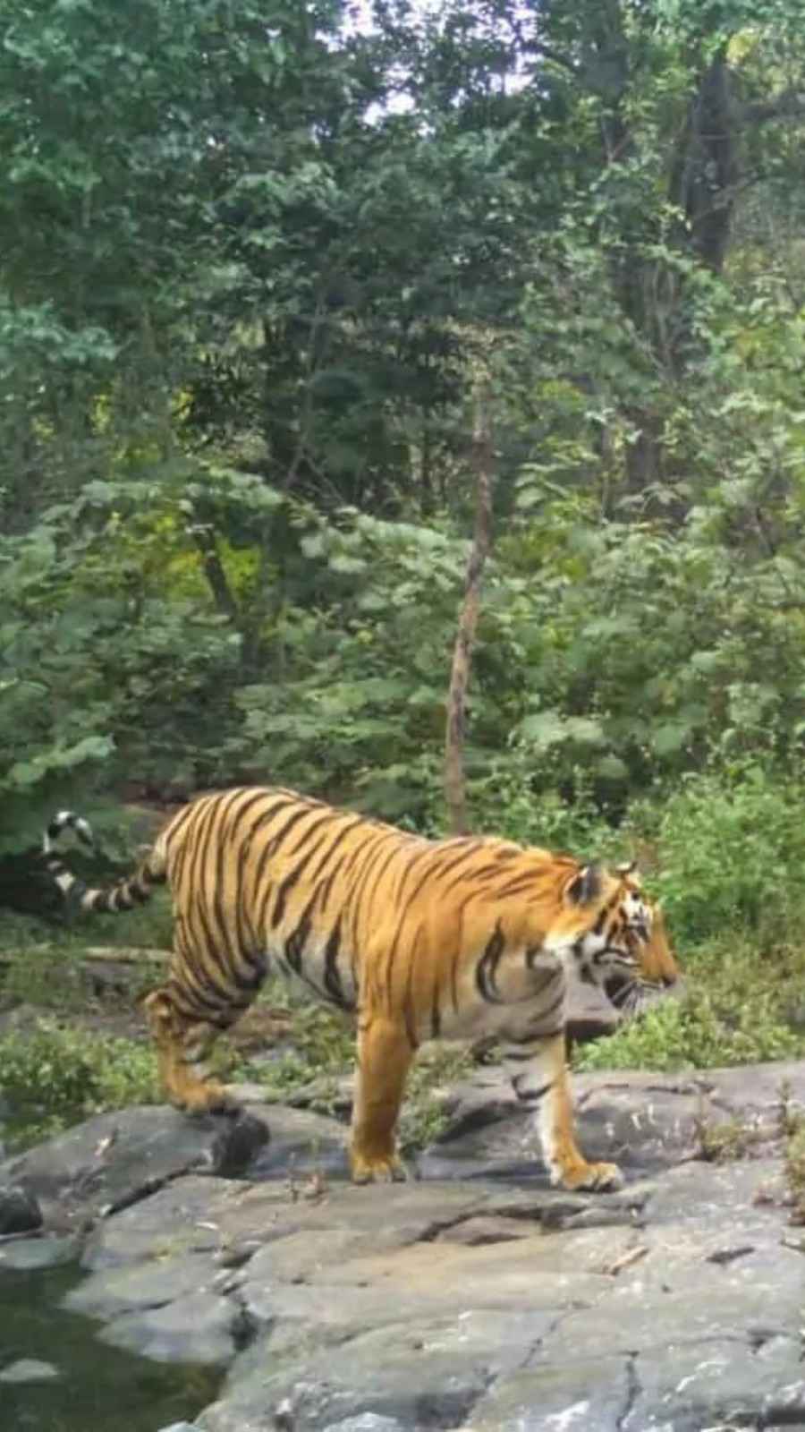 Top 10 Must-Visit Forests in India